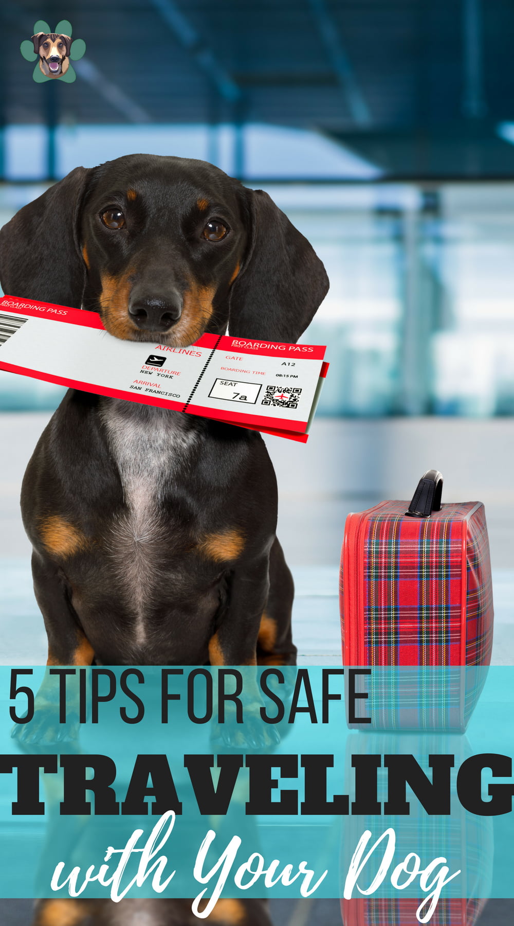 5 Tips for Traveling Safely with Your Pets