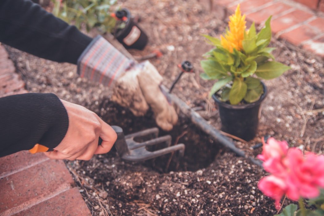 5 Ways You Can Live a Healthy Lifestyle by Growing Your Own Garden
