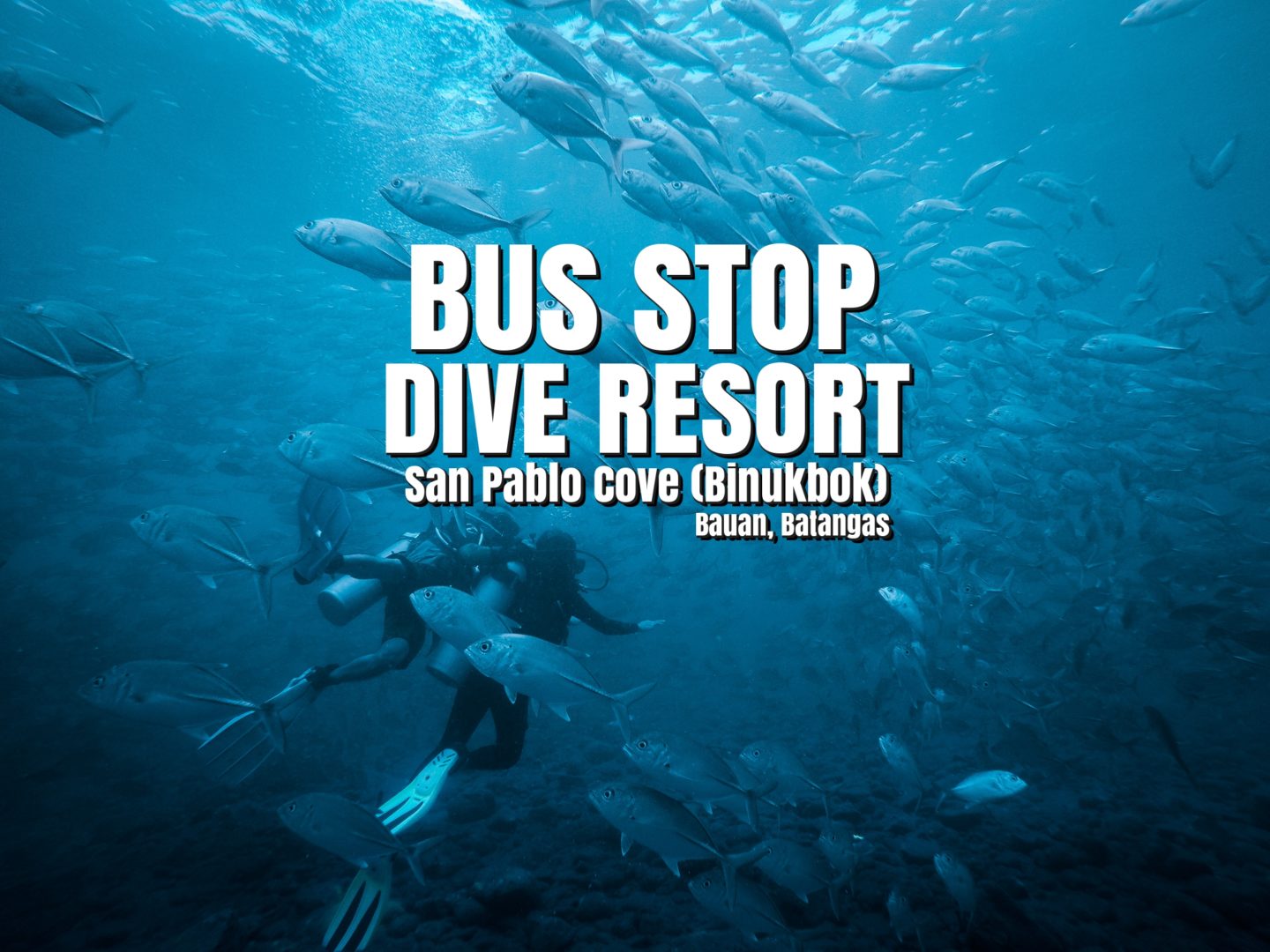 Bus Stop Dive Resort | Diving Experience with School of Jacks in Batangas Marine Sanctuary