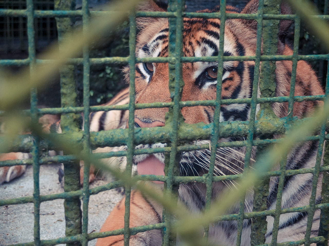 Experience Wildlife at ZooRI: Zoo at Residence Inn in Tagaytay