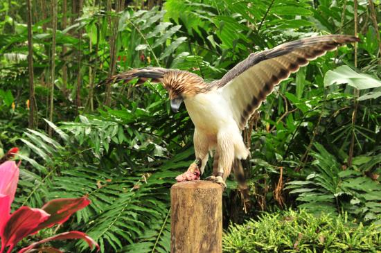 Philippine Eagle Center, Davao: What You Need to Know