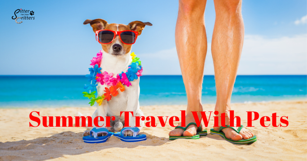 Summer Travel with Your Pet