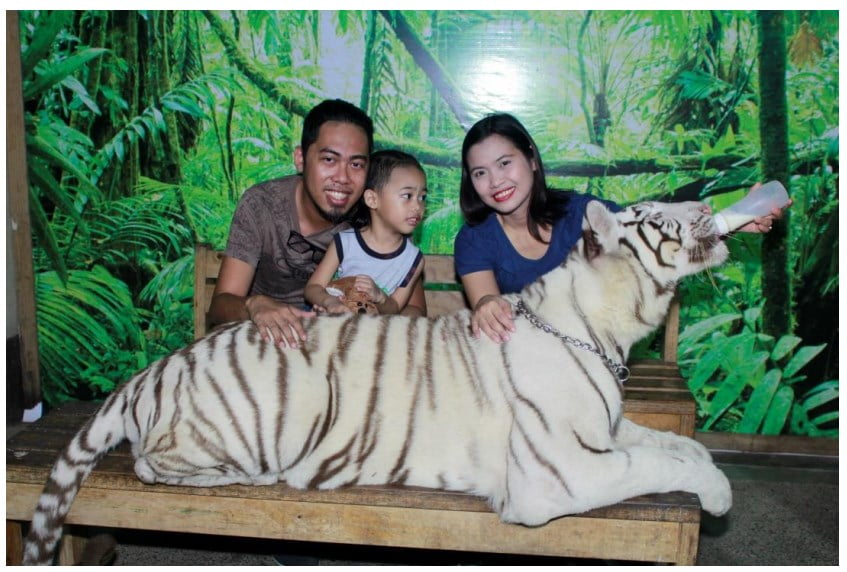 Zoobic Safari: The First Night Safari in the Philippines Experience